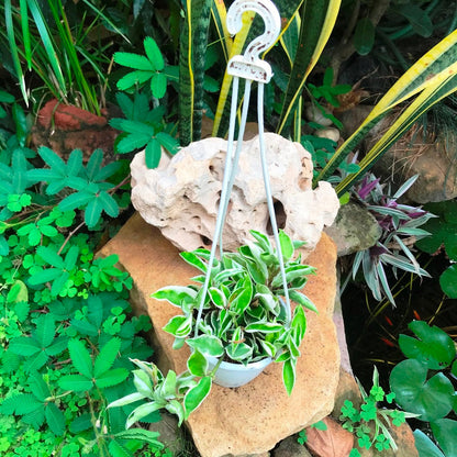  Hoya Carnosa Albomarginata Plant