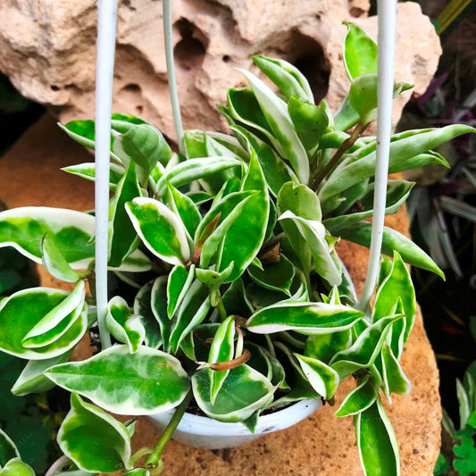  Hoya Carnosa Albomarginata Plant