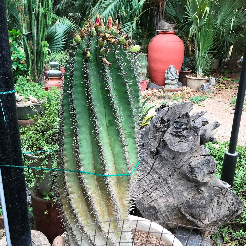  Ferocactus Horridus Brevispinu Cactus Plant
