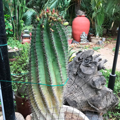  Ferocactus Horridus Brevispinu Cactus Plant