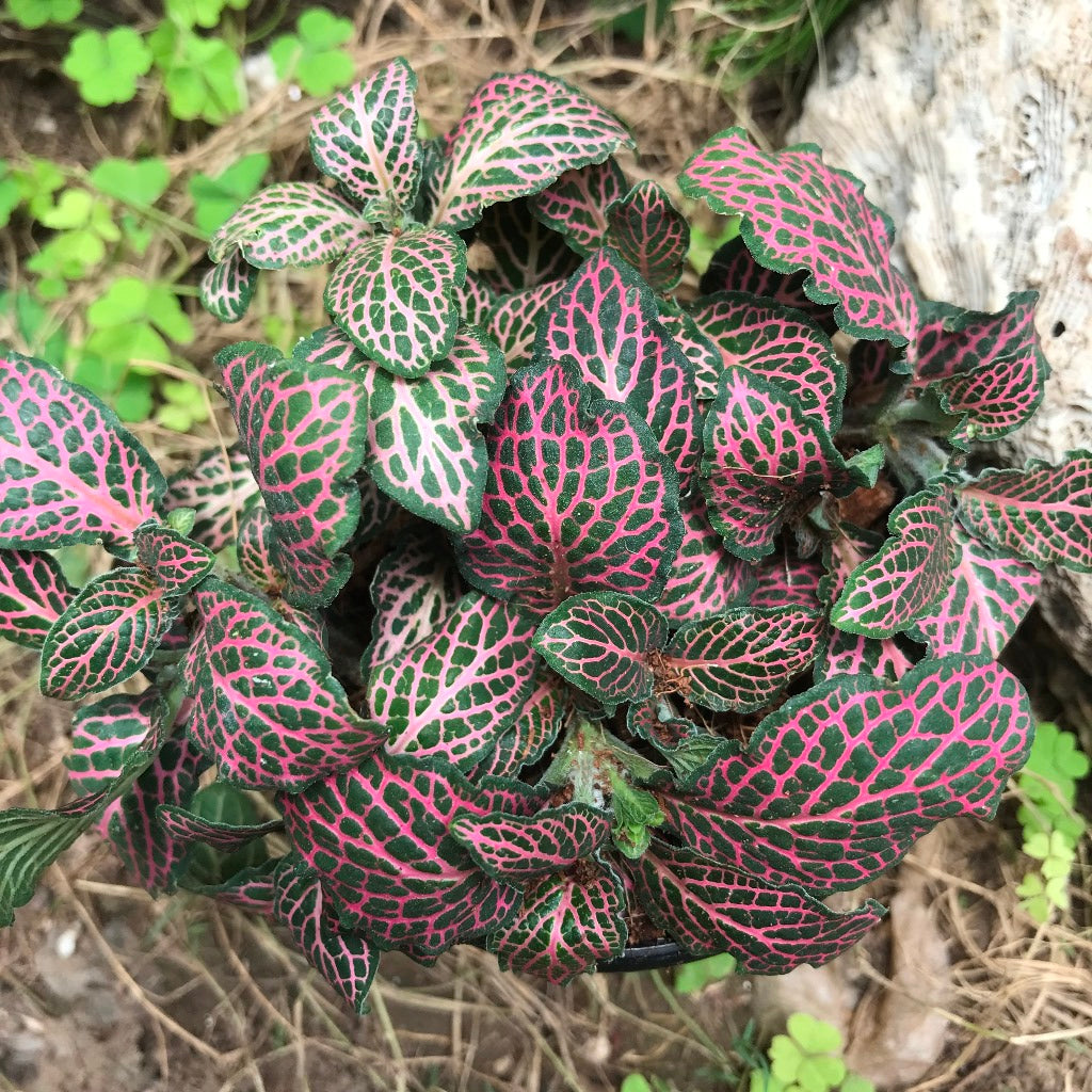  Fittonia Verschaffelttii Mini Red Plant