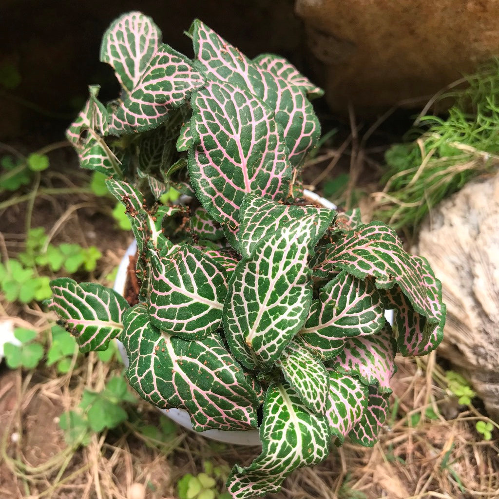  Fittonia Verschaffelttii Mini Pink Plant