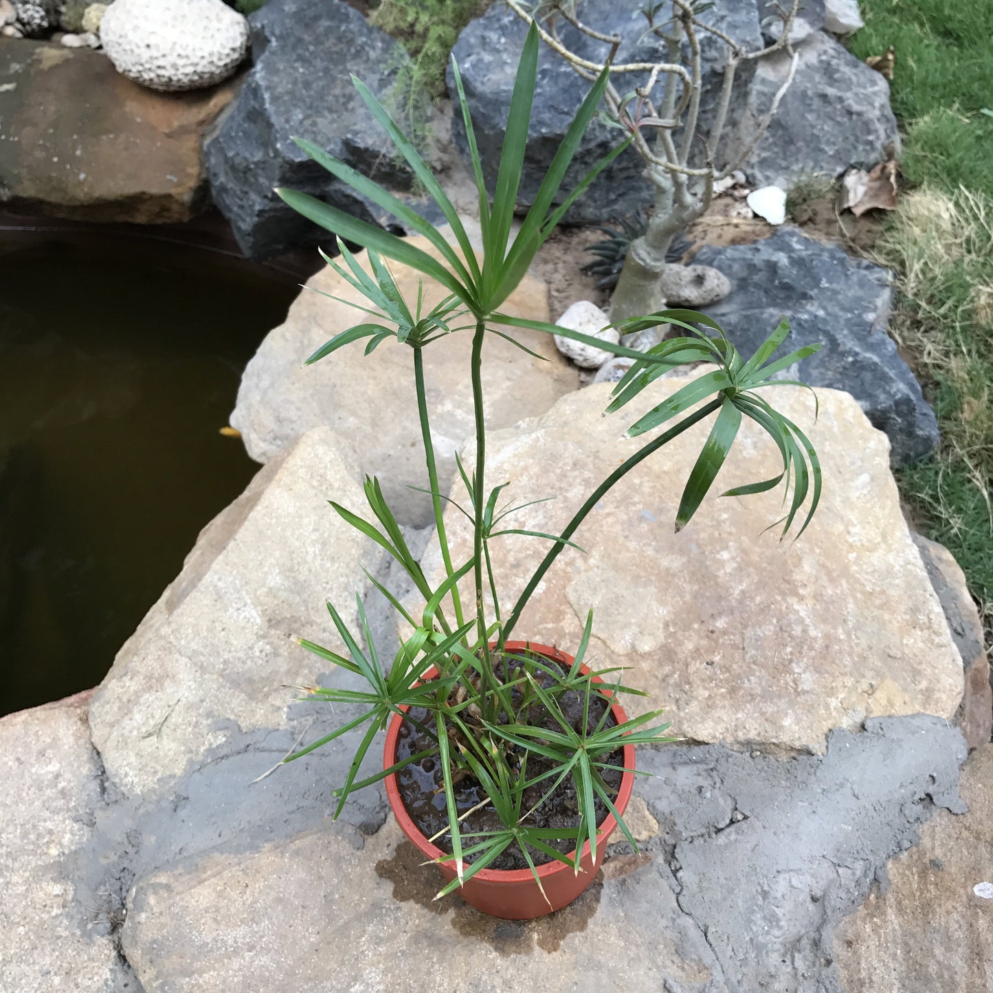  Umbrella Palm Plant