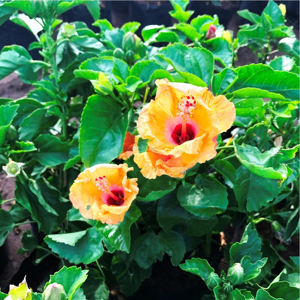  Hibiscus Exotic Orange Plant