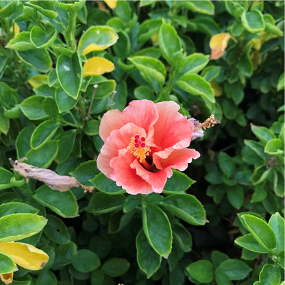  Hibiscus Exotic Peach Plant