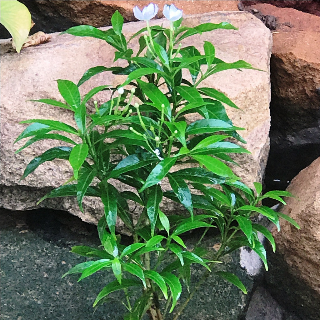  Dwarf Crape Jasmine Chandini Plant