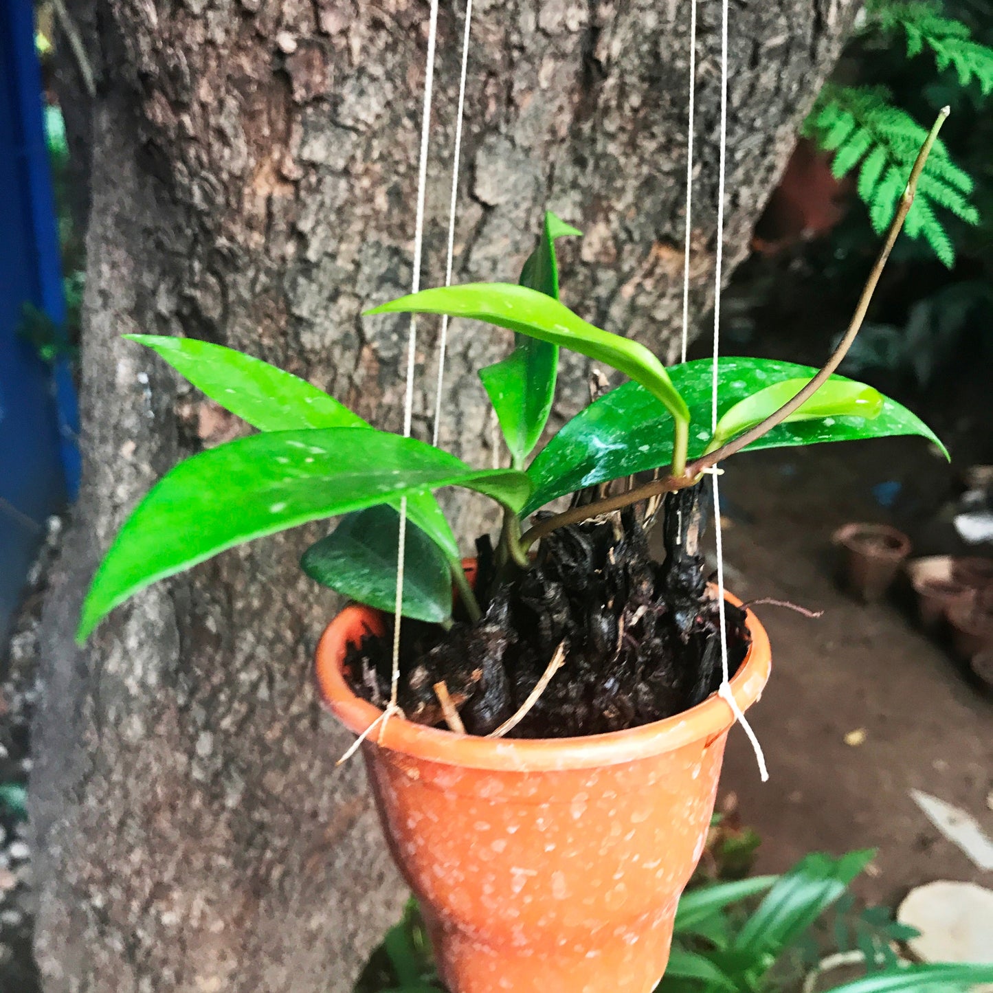  Hoya Pubicalyx Plant