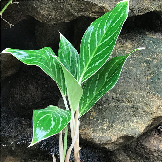  Aglaonema Key Lime Plant