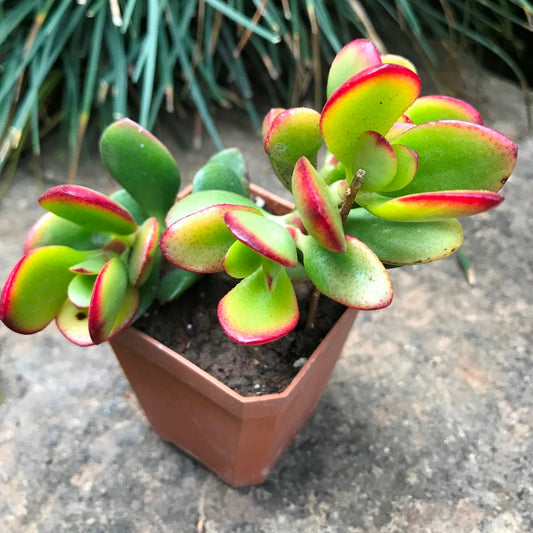  Crassula Argentea Crosbys Compacta Succulent Plant