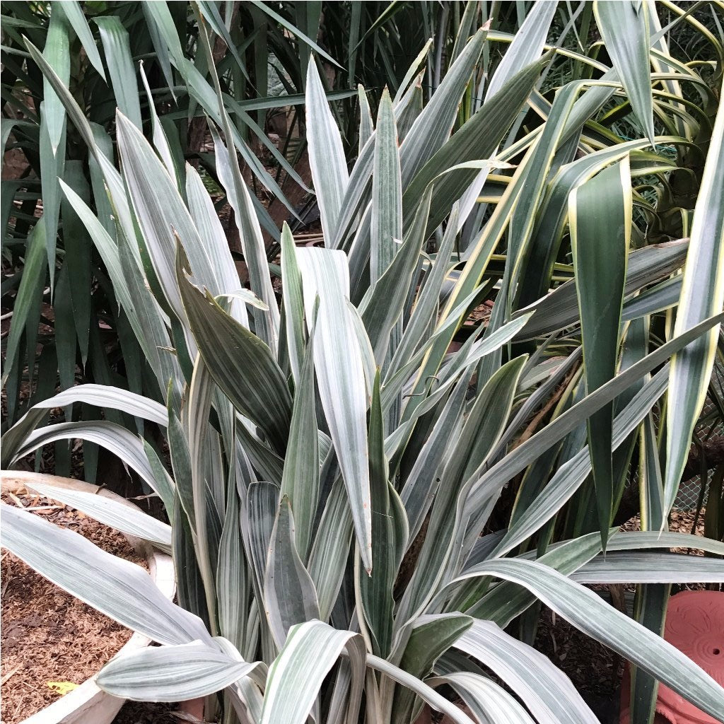  Sansevieria Metallica Siam Silver Plant