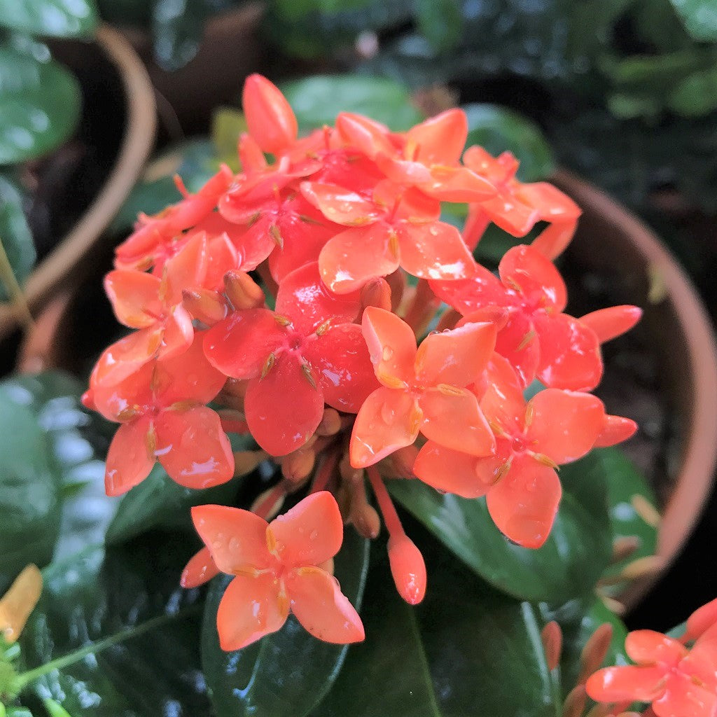  Jungle Flame Orange Plant
