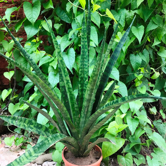  Sansevieria Trifasciata Black Coral Plant