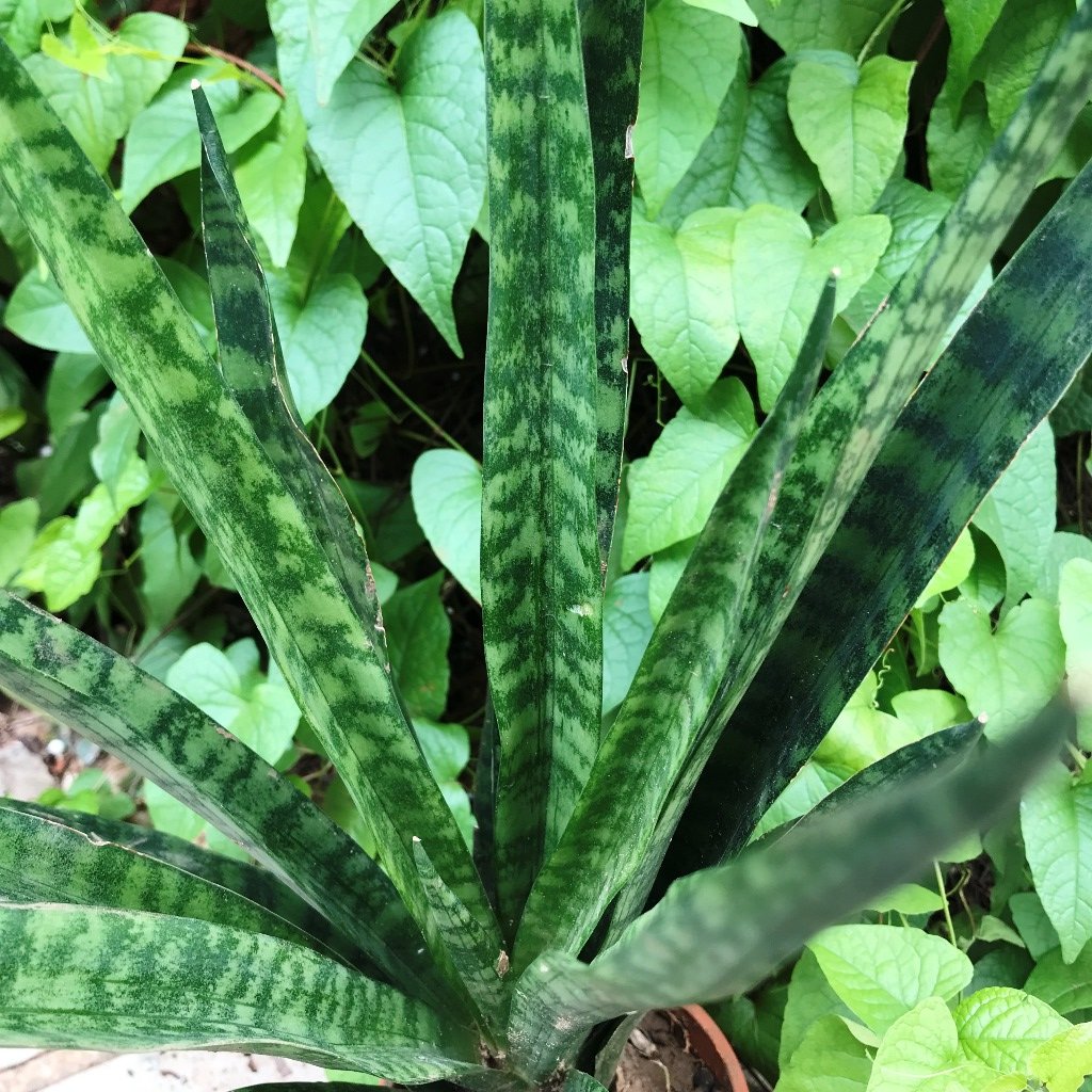  Sansevieria Trifasciata Black Coral Plant