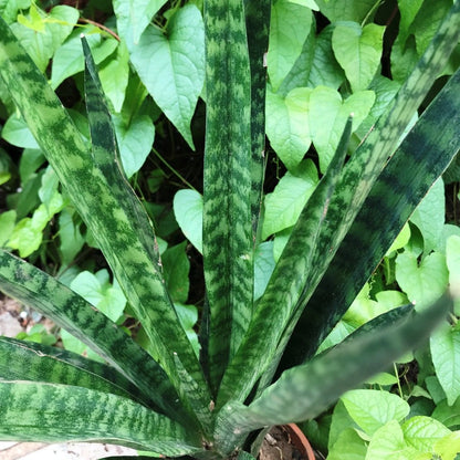  Sansevieria Trifasciata Black Coral Plant