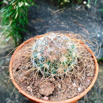  Mammillaria Leptacantha Cactus Plant