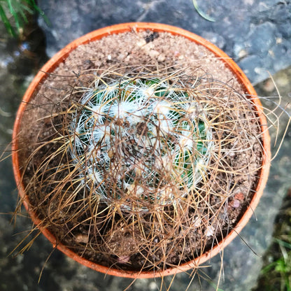  Mammillaria Leptacantha Cactus Plant