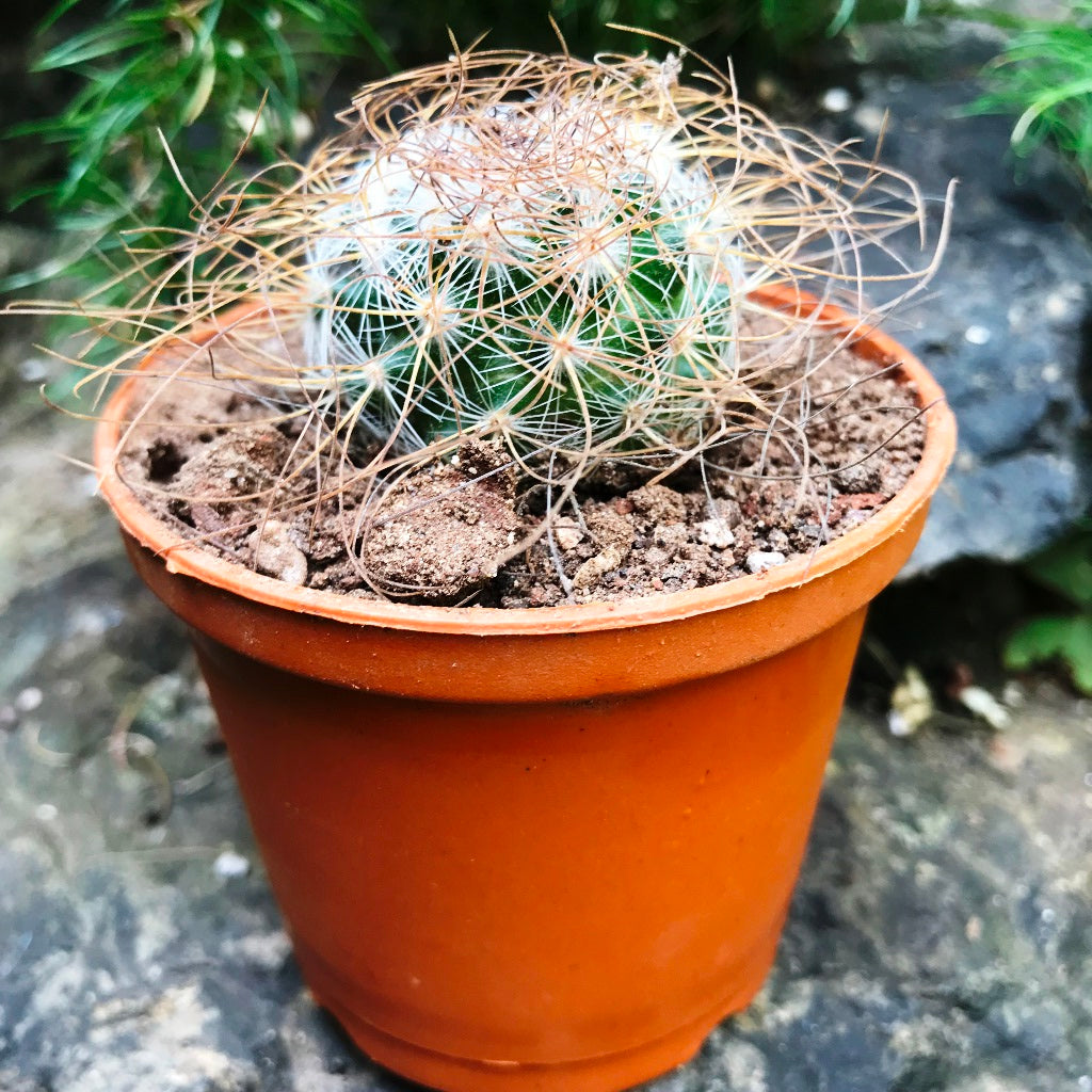  Mammillaria Leptacantha Cactus Plant