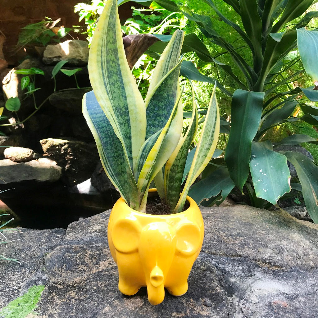  Royal Elephant Ceramic Planter