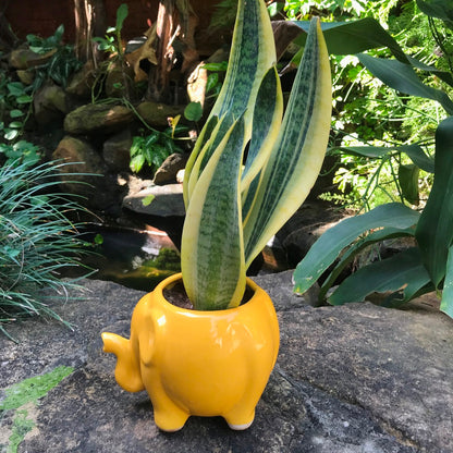  Royal Elephant Ceramic Planter