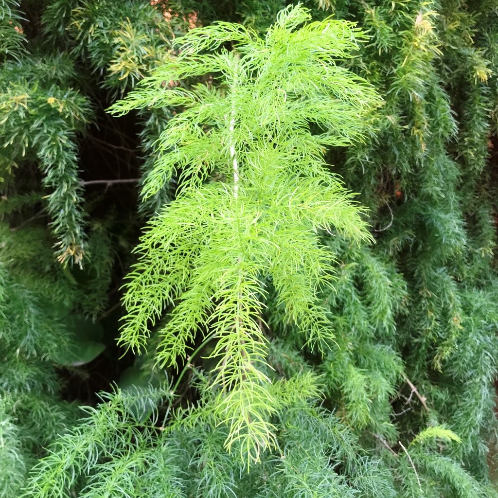  Asparagus Racemosus Fern Plant