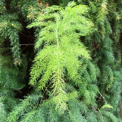  Asparagus Racemosus Fern Plant