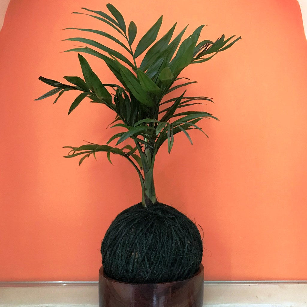  Kokedama Moss Ball Chamaedorea Elegans Plant