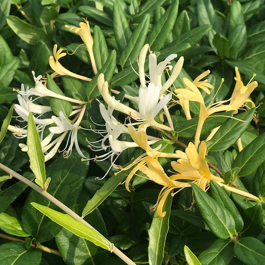  Japanese Honeysuckle Plant