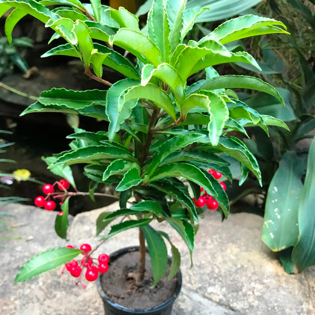  Marlberry Ardisia Japonica Plant