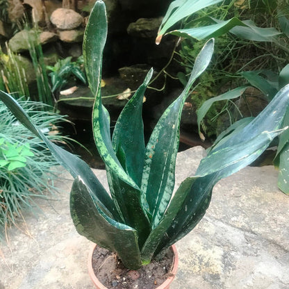  Sansevieria Whitney Plant