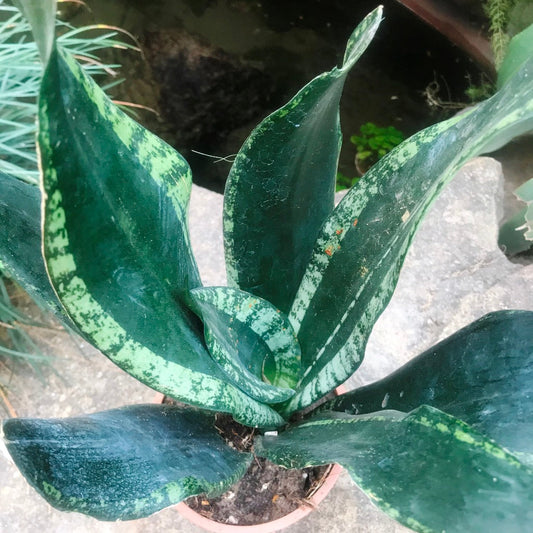 Sansevieria Whitney Plant