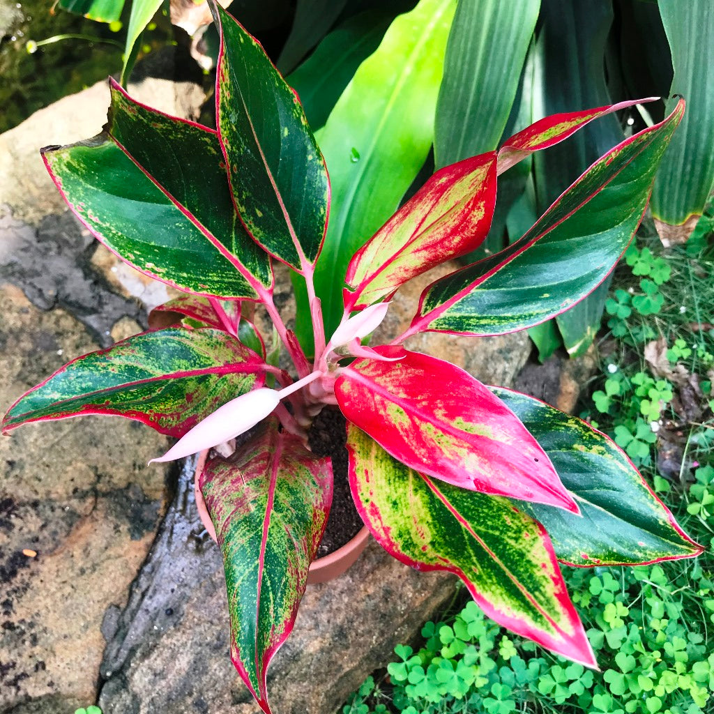  Aglaonema Lipstick Plant