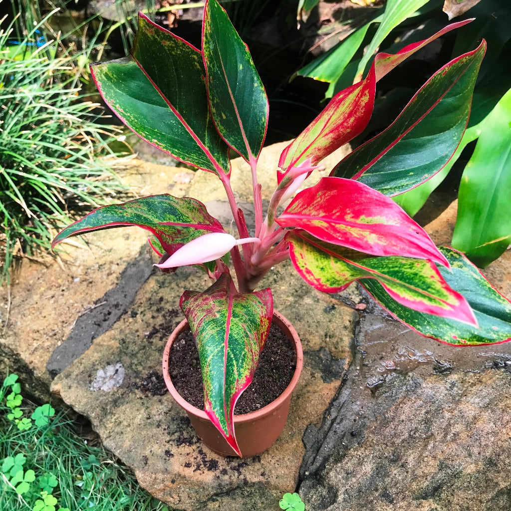  Aglaonema Lipstick Plant