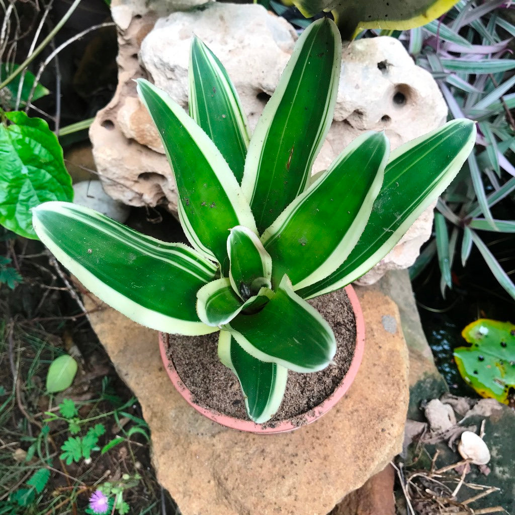  Neoregelia Filanda Plant