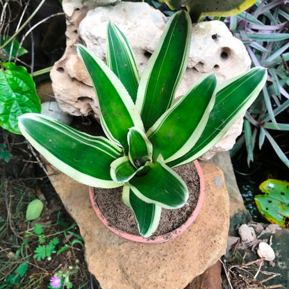  Neoregelia Filanda Plant
