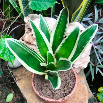  Neoregelia Filanda Plant
