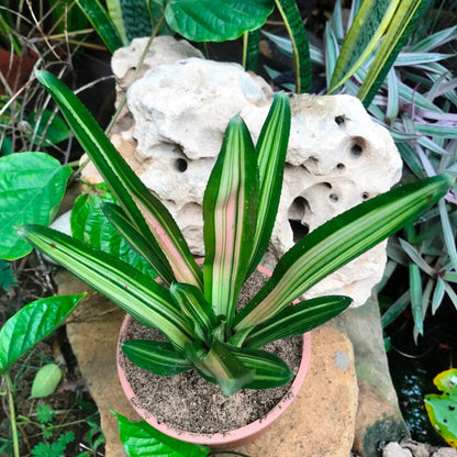  Neoregelia Carolinae Tricolor Plant