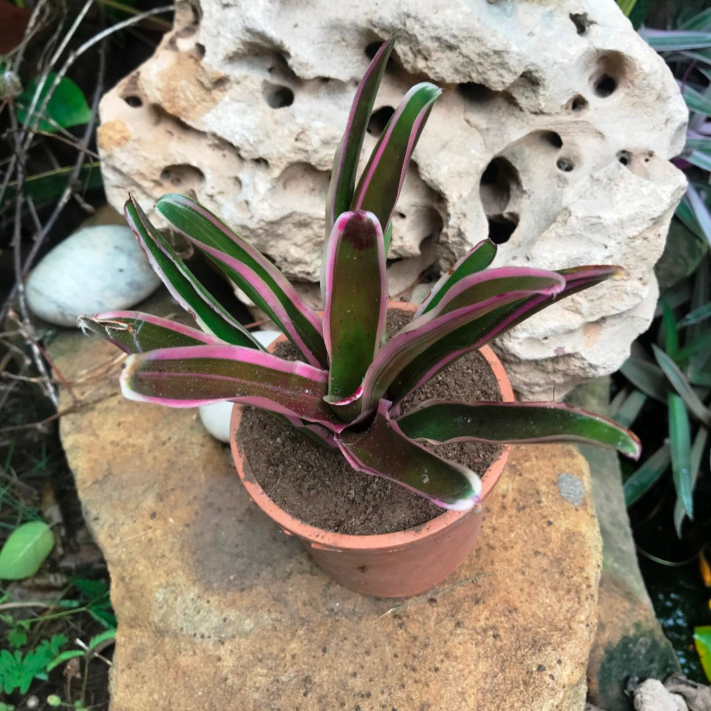  Neoregelia Rosy Fireball Plant
