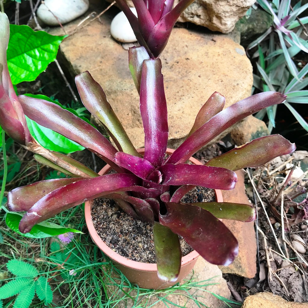  Neoregelia Fireball Plant