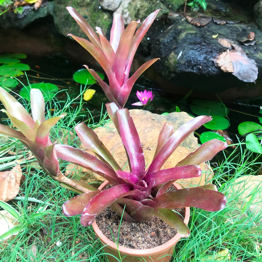  Neoregelia Fireball Plant