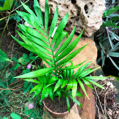  Parlor Palm Plant