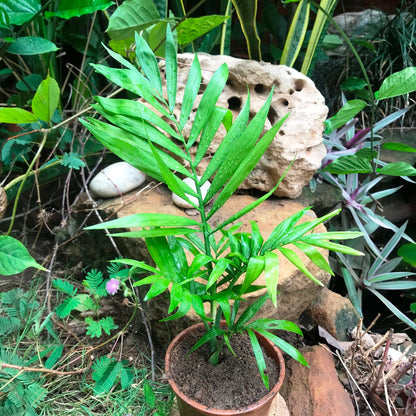  Parlor Palm Plant