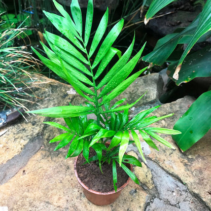  Parlor Palm Plant