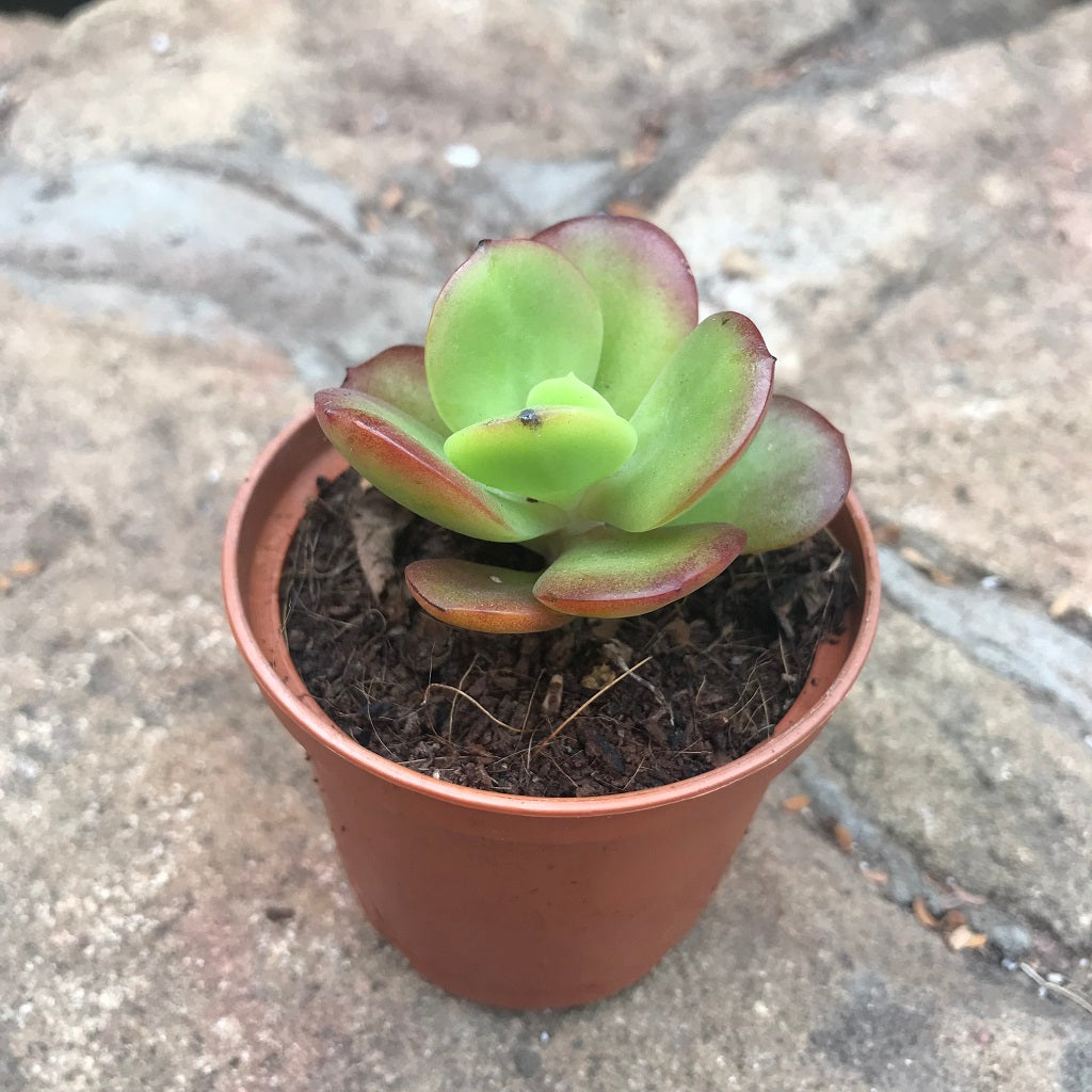  Crassula Argentea Crosbys Compacta Succulent Plant