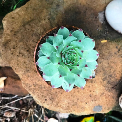  Sempervivum Calcareum Houseleek Succulent Plant
