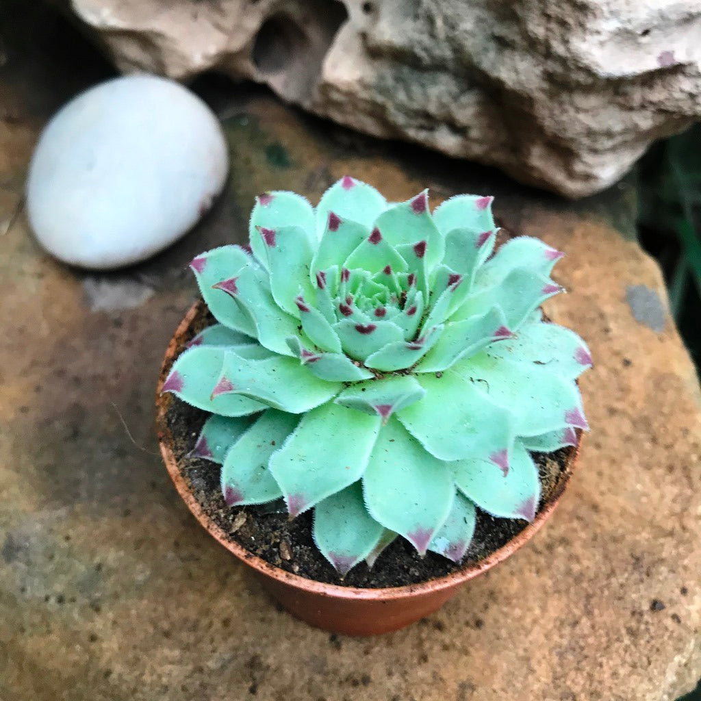  Sempervivum Calcareum Houseleek Succulent Plant