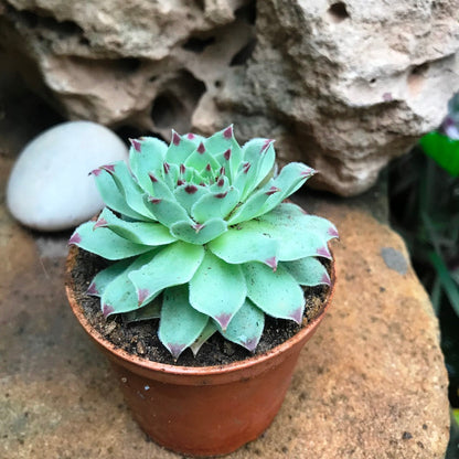  Sempervivum Calcareum Houseleek Succulent Plant