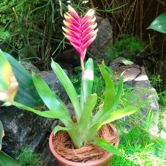  Vriesea Carinata Plant