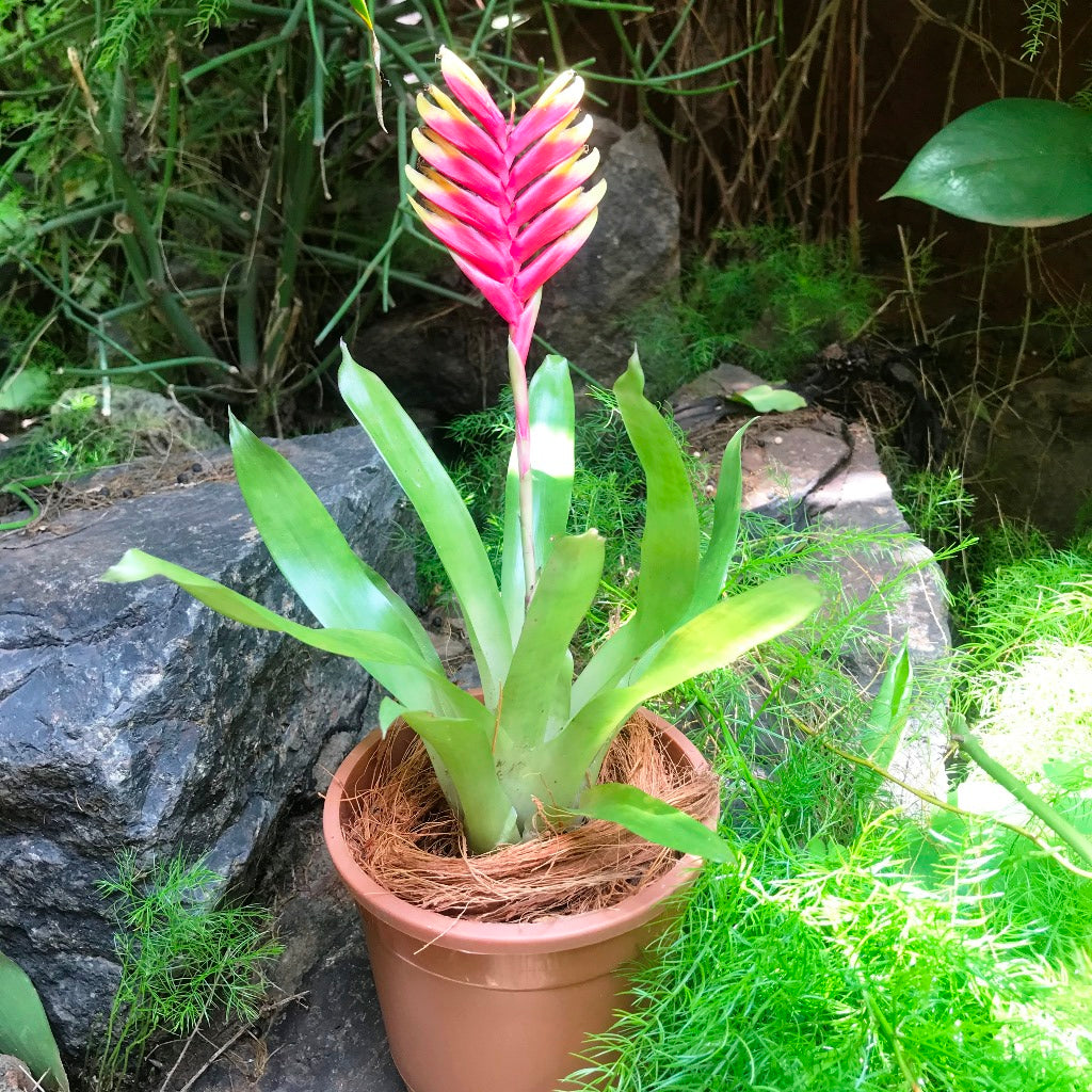  Vriesea Carinata Plant