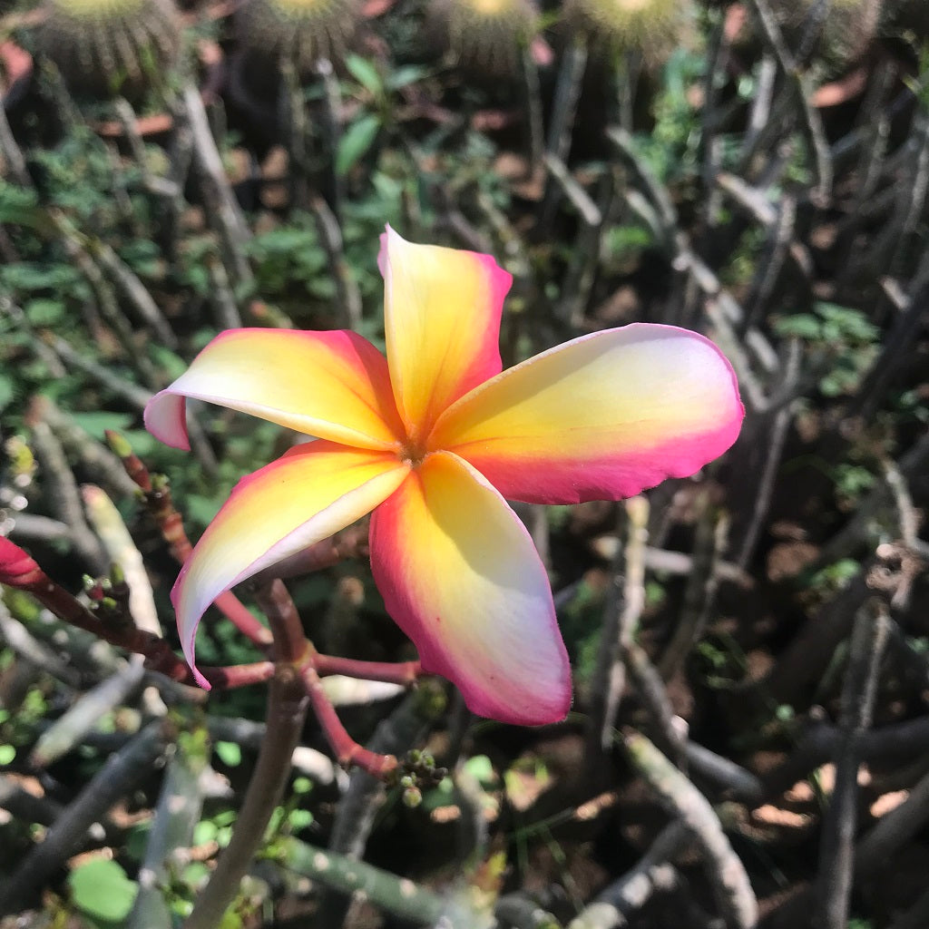  Plumeria Intense Rainbow Champa Plant