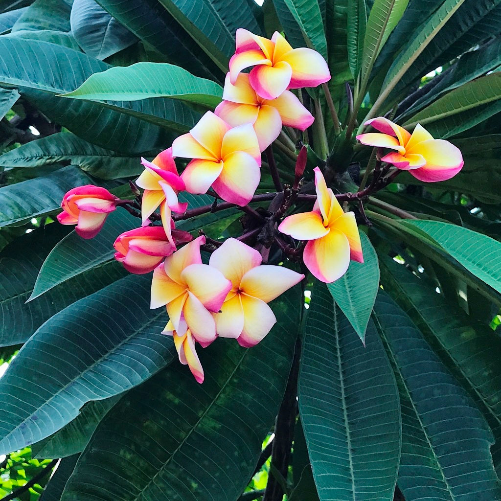  Plumeria Intense Rainbow Champa Plant